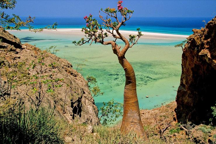 Tapety - Bottle Tree, Qalansia Beach and Lagoon, Socotra Island, Yemen.jpg