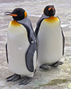 Zaczarowana zagroda - pingwin cesarski.jpg