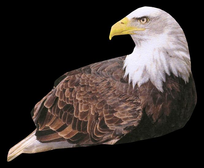 Animals - eagle-03.png